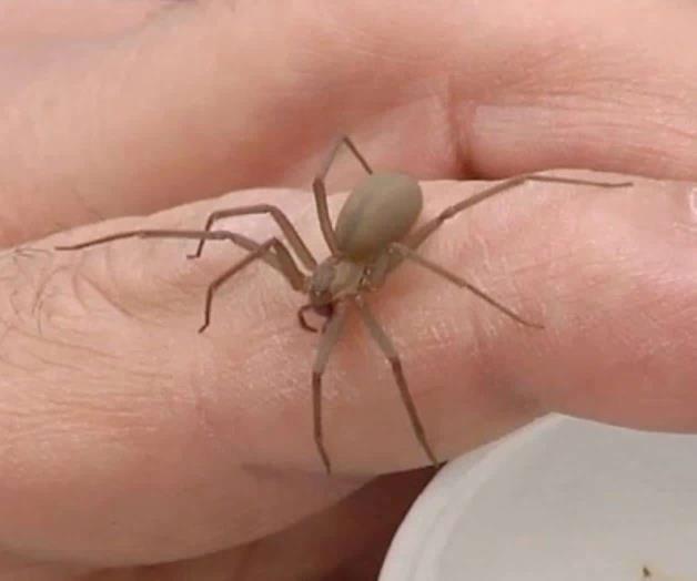 Cuidado con la mordedura de la araña violinista Cuidado con la mordedura de la araña violinista