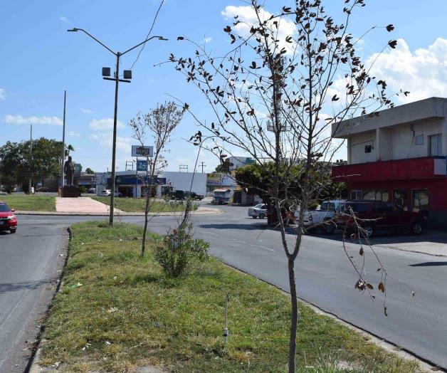 Dejan morir árboles Dejan morir árboles