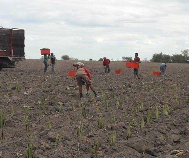 Promueve Estado siembra de sábila Promueve Estado siembra de sábila