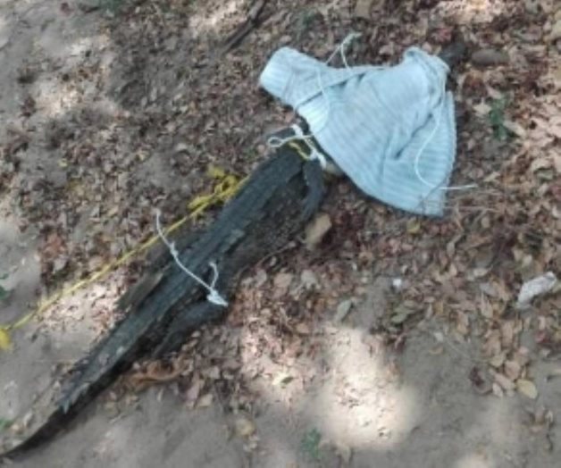 Rescatan cocodrilo en playa de Acapulco Rescatan cocodrilo en playa de Acapulco