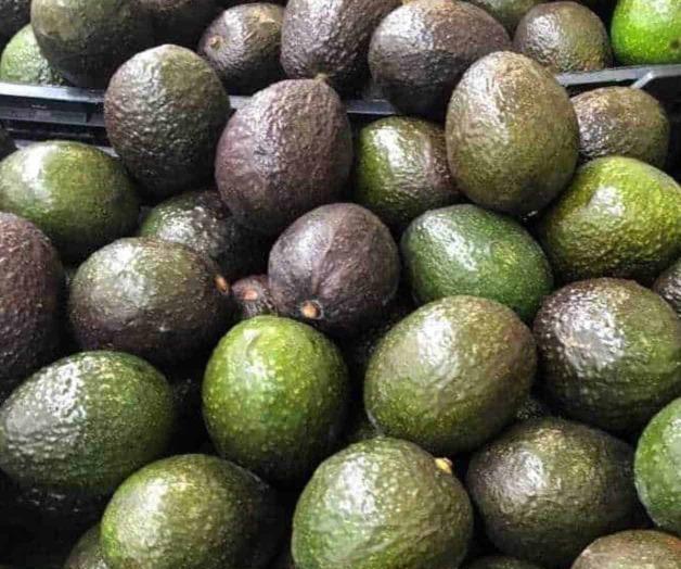 Como el Rey Midas, el precio del aguacate Como el Rey Midas, el precio del aguacate
