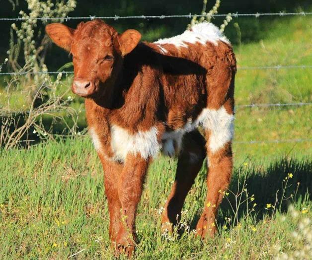 Incosteable para ganaderos el precio de animales en pie Incosteable para ganaderos el precio de animales en pie