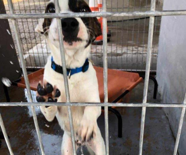 Dan una mejor vida a las mascotas abandonadas Dan una mejor vida a las mascotas abandonadas