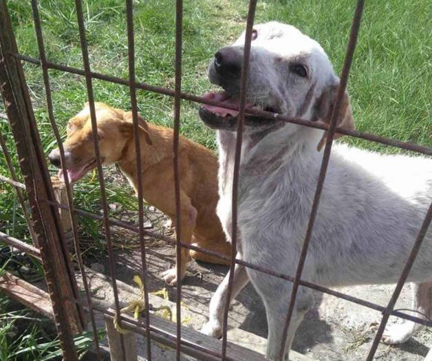 Seguirá Ángeles sin Voz ayudando canes...pero ya sin albergue Seguirá Ángeles sin Voz ayudando canes...pero ya sin albergue