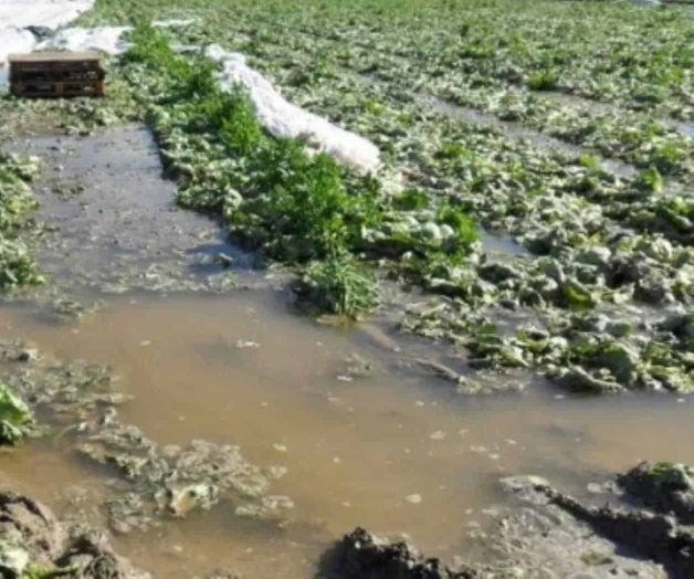 Afecta tromba cultivos en Michoacán Afecta tromba cultivos en Michoacán