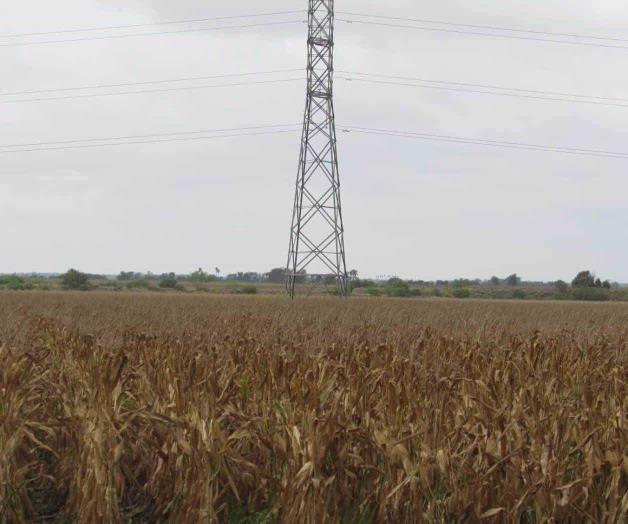 Afianza Tamaulipas liderazgo en el maíz. Logran rendimientos significativos Afianza Tamaulipas liderazgo en el maíz. Logran rendimientos significativos