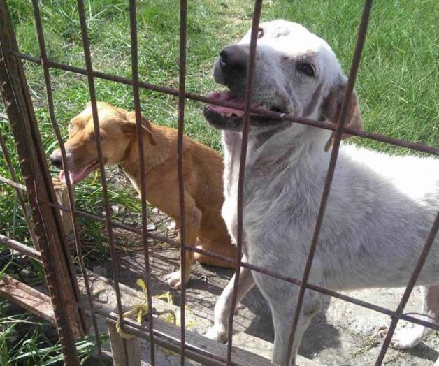 Seguirá la ayuda a canes sin albergue Seguirá la ayuda a canes sin albergue