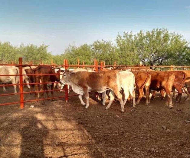 Controlan ganaderos la plaga de garrapatas Controlan ganaderos la plaga de garrapatas
