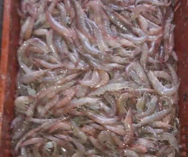 Laboran bajo riesgo sanitario Laboran bajo riesgo sanitario