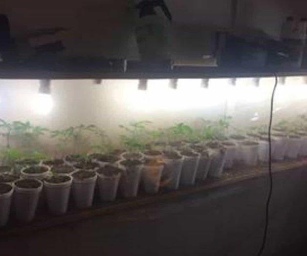 Localizan invernadero de mariguana en vivienda