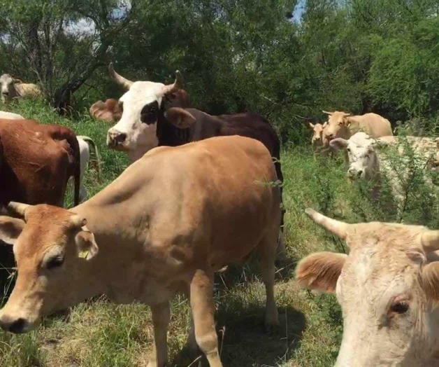 Atraviesa el campo por una buena racha