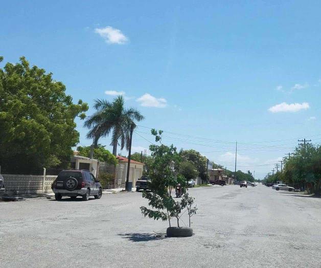 Utilizan ramas como señalamientos viales Utilizan ramas como señalamientos viales