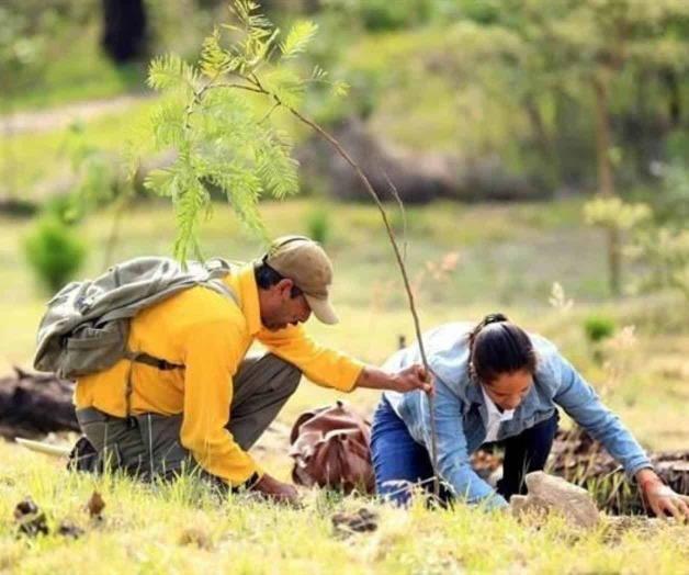 Urgen a López Obrador conservación de bosques Urgen a López Obrador conservación de bosques
