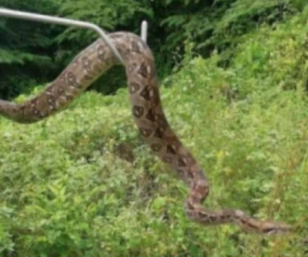 Rescata Profepa una boa en Costera Miguel Alemán de Acapulco Rescata Profepa una boa en Costera Miguel Alemán de Acapulco