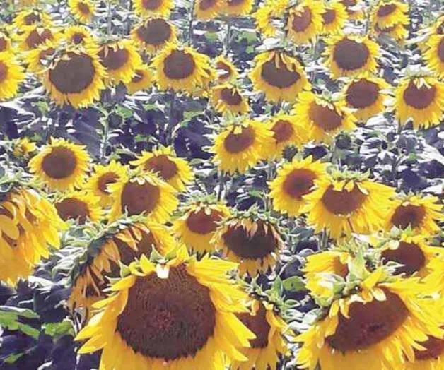Desaprovecha México la siembra de girasol Desaprovecha México la siembra de girasol