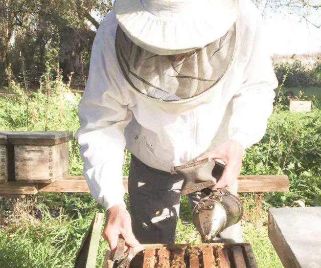La gran cosecha dulce de las pampas La gran cosecha dulce de las pampas
