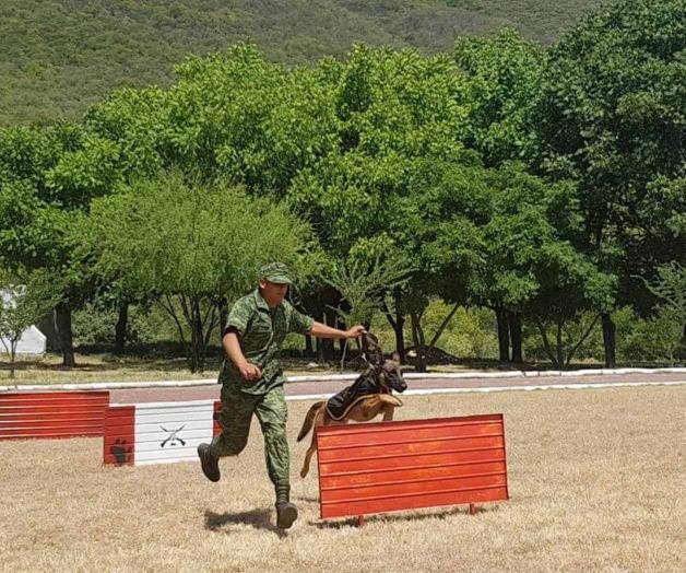 Buscan subir número de binomios caninos Buscan subir número de binomios caninos