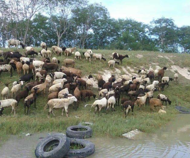 Libres de abigeato Libres de abigeato