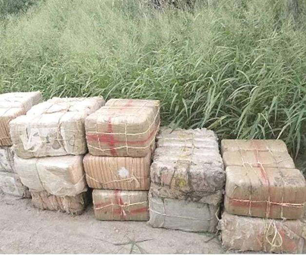 Decomisan más de mil libras de mariguana en 3 acciones Decomisan más de mil libras de mariguana en 3 acciones