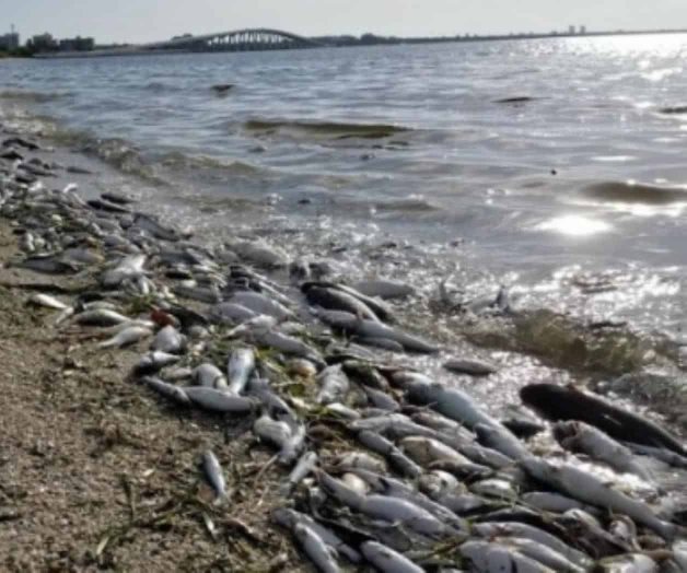 Marea roja afecta costas de Florida Marea roja afecta costas de Florida