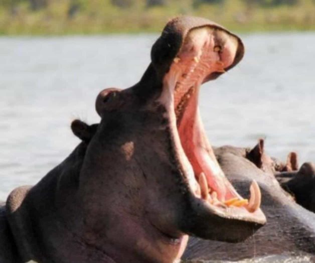 Muere un hombre tras ser atacado por un hipopótamo en Kenia Muere un hombre tras ser atacado por un hipopótamo en Kenia