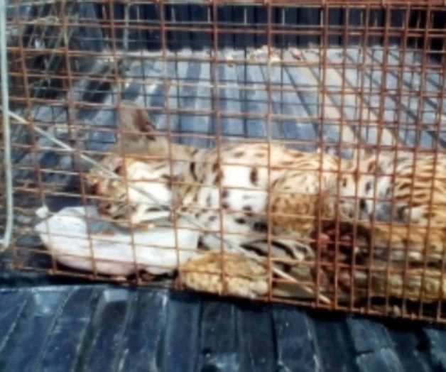 Profepa rescata ejemplar de gato montés en Monterrey Profepa rescata ejemplar de gato montés en Monterrey