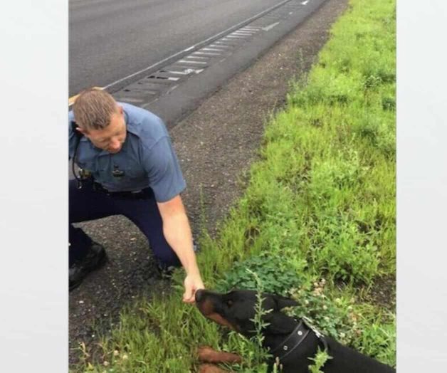 Usan peluche para sacar a perro que corría en carretera Usan peluche para sacar a perro que corría en carretera
