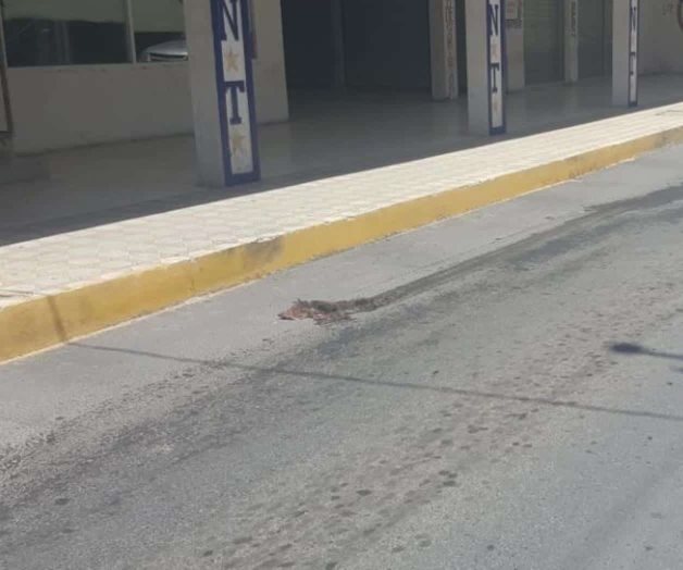 Animales muertos en la zona centro Animales muertos en la zona centro