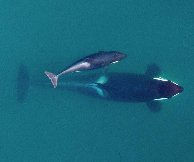 Conmueve orca tras no abandonar el cadáver de su cría Conmueve orca tras no abandonar el cadáver de su cría