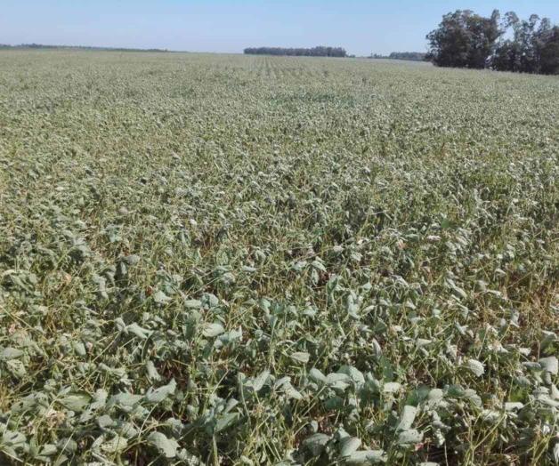Siembran sólo 25% de soya en el país. Faltan precipitaciones en el campo Siembran sólo 25% de soya en el país. Faltan precipitaciones en el campo