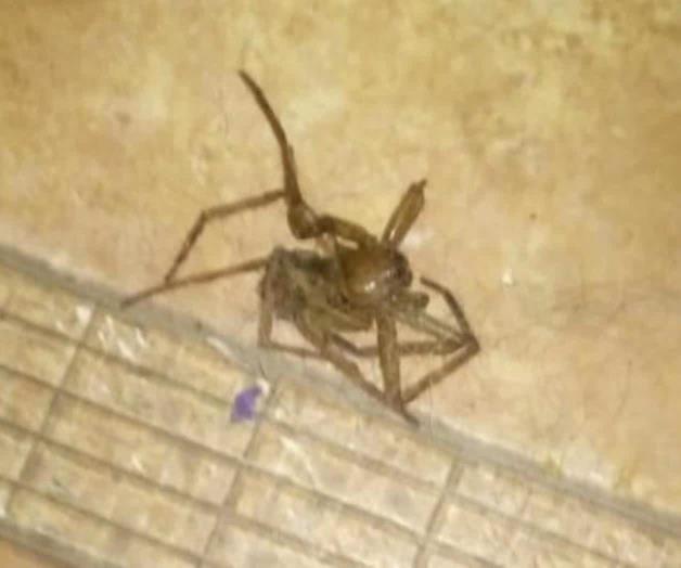 Proliferan arañas ante intenso calor. Reportan avistamiento en redes sociales Proliferan arañas ante intenso calor. Reportan avistamiento en redes sociales