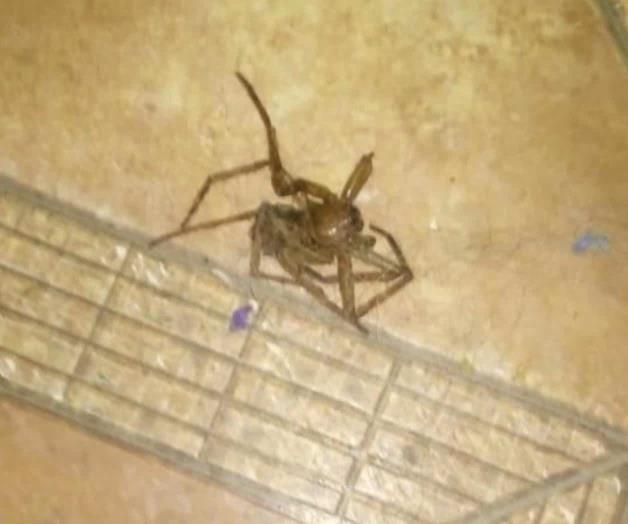 RÍO BRAVO: Proliferan arañas violinistas ante intenso calor RÍO BRAVO: Proliferan arañas violinistas ante intenso calor