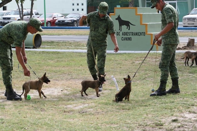 Sirven a la Patria binomios caninos Sirven a la Patria binomios caninos