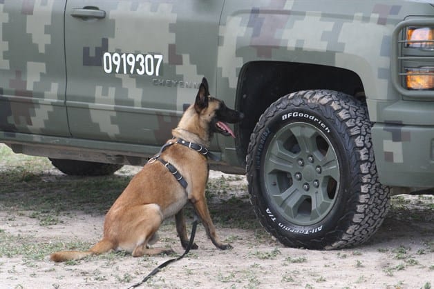 Sirven a la Patria binomios caninos Sirven a la Patria binomios caninos