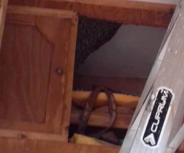 Erradican colmena con abejas en casa Erradican colmena con abejas en casa