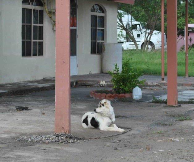 Generan temperaturas más pulgas en mascotas Generan temperaturas más pulgas en mascotas
