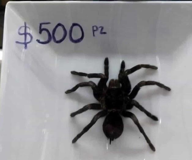 Aseguran tarántulas en puesto de tacos Aseguran tarántulas en puesto de tacos