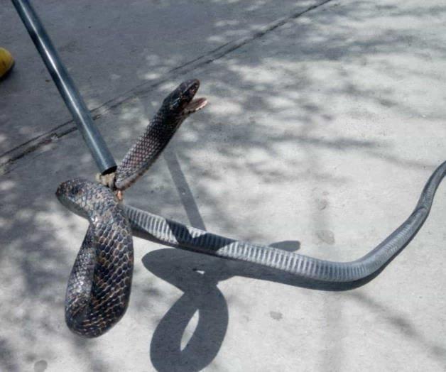 Reportan víbora de metro y medio en siderúrgica de ejido 6 de Enero Reportan víbora de metro y medio en siderúrgica de ejido 6 de Enero