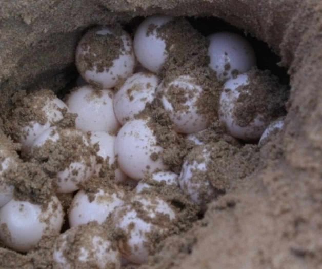 Va a proceso sujeto por posesión de huevos de tortuga Va a proceso sujeto por posesión de huevos de tortuga