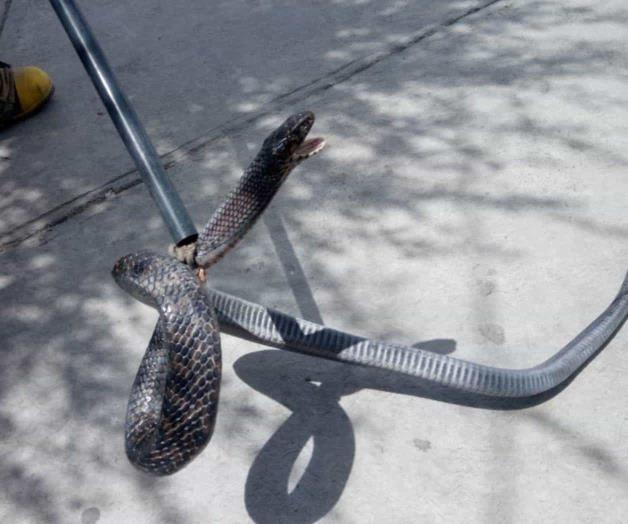 Capturan víbora de metro y medio Capturan víbora de metro y medio