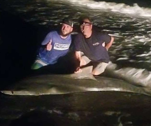 Aterriza otra bestia marina en la costa de la Isla del Padre Aterriza otra bestia marina en la costa de la Isla del Padre