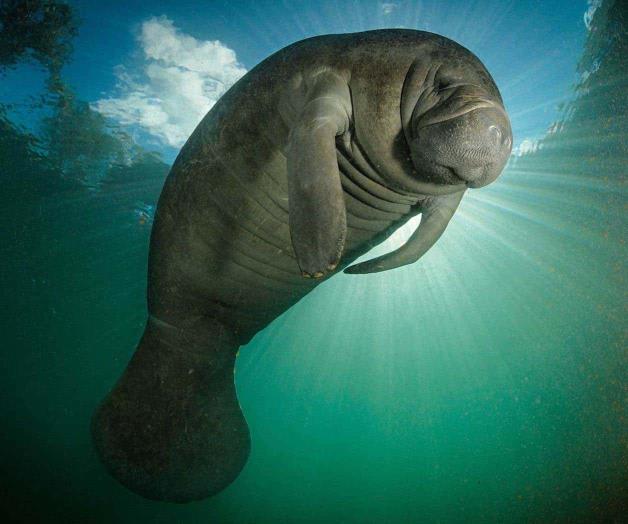 Exigen indagar muerte de manatíes Exigen indagar muerte de manatíes