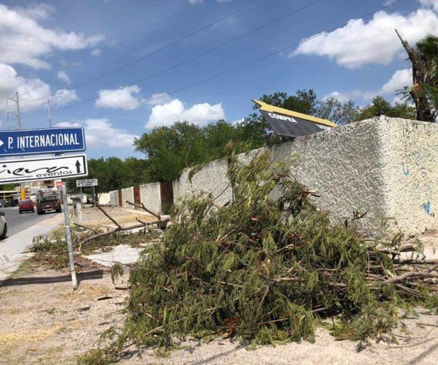 Cortan árbol; pero no lo levantan Cortan árbol; pero no lo levantan