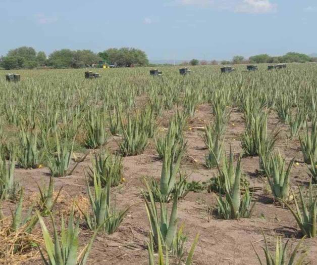 Levantan primer cultivo de sábila Levantan primer cultivo de sábila
