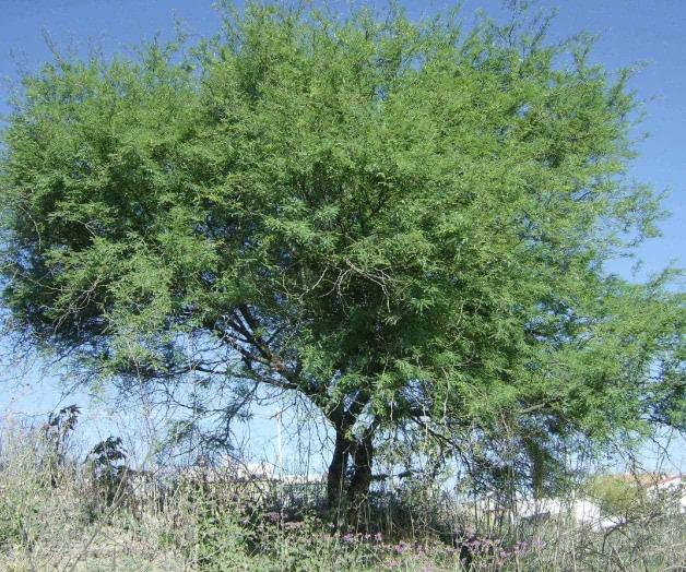 Desmontarán ranchos; mejorarán agostaderos Desmontarán ranchos; mejorarán agostaderos