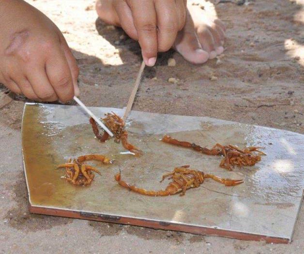 Temen la presencia de animales ponzoñosos Temen la presencia de animales ponzoñosos