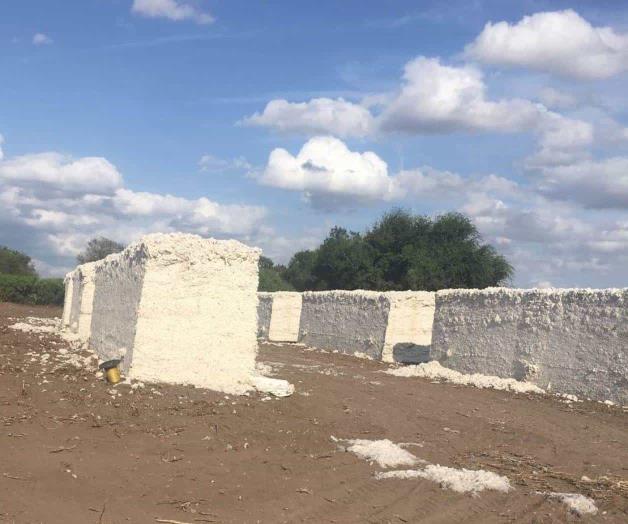 Le prenden fuego a cosecha de algodón Le prenden fuego a cosecha de algodón