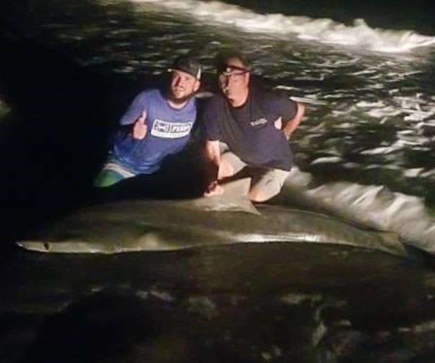 Cae otro gigante del mar en la Isla Cae otro gigante del mar en la Isla