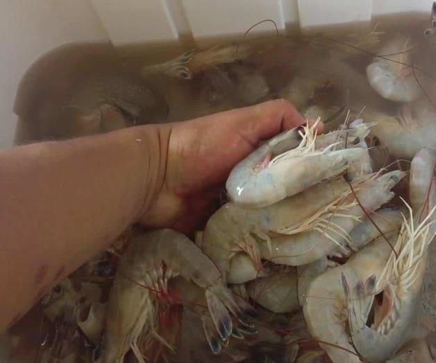 Cambio climatológico podría modificar vedas Cambio climatológico podría modificar vedas