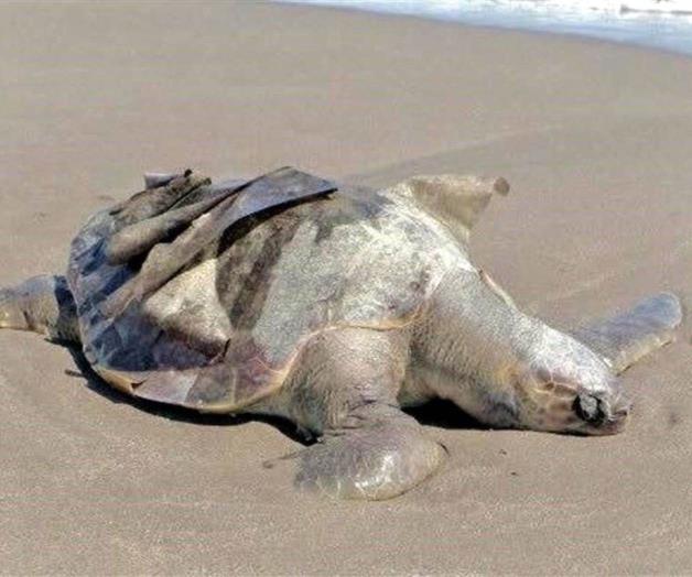Hallan 122 tortugas muertas en Chiapas Hallan 122 tortugas muertas en Chiapas